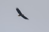 Seeadler | White-tailed Eagle | Haliaeetus albicilla