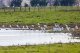 Silberreiher | Great Egret | Ardea alba