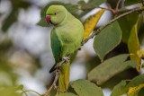 Halsbandsittich | Rose-ringed Parakeet | Psittacula krameri