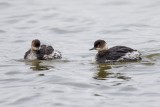 Schwarzhalstaucher | Black-necked Grebe | Podiceps nigricollis