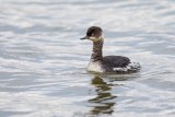 Schwarzhalstaucher | Black-necked Grebe | Podiceps nigricollis