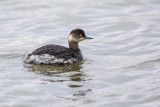 Schwarzhalstaucher | Black-necked Grebe | Podiceps nigricollis