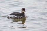Schwarzhalstaucher | Black-necked Grebe | Podiceps nigricollis