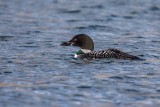 Eistaucher | Common Loon | Gavia immer
