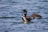 Eistaucher | Common Loon | Gavia immer