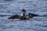 Eistaucher | Common Loon | Gavia immer
