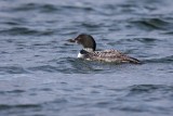 Eistaucher | Common Loon | Gavia immer