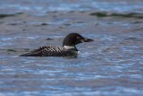 Eistaucher | Common Loon | Gavia immer