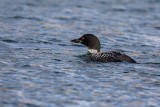 Eistaucher | Common Loon | Gavia immer