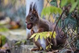 Eichhörnchen | Eurasian Red Squirrel | Sciurus vulgaris 