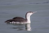 Sterntaucher | Red-throated Loon | Gavia stellata