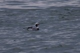 Eisente | Long-tailed Duck | Clangula hyemalis