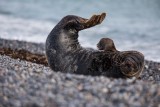Kegelrobbe | Gray Seal | Halichoerus grypus