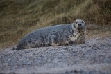 Kegelrobbe | Gray Seal | Halichoerus grypus