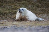 Kegelrobbe | Gray Seal | Halichoerus grypus 
