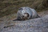 Kegelrobbe | Gray Seal | Halichoerus grypus 
