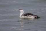 Sterntaucher | Red-throated Loon | Gavia stellata