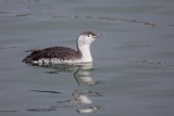 Sterntaucher | Red-throated Loon | Gavia stellata