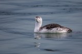 Sterntaucher | Red-throated Loon | Gavia stellata