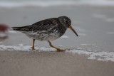 Meerstrandläufer | Purple Sandpiper | Calidris maritima