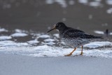 Meerstrandläufer | Purple Sandpiper | Calidris maritima