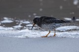 Meerstrandläufer | Purple Sandpiper | Calidris maritima