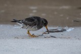 Meerstrandläufer | Purple Sandpiper | Calidris maritima