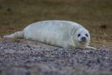 Kegelrobbe | Gray Seal | Halichoerus grypus
