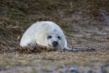 Kegelrobbe | Gray Seal | Halichoerus grypus
