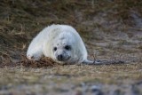 Kegelrobbe | Gray Seal | Halichoerus grypus