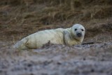 Kegelrobbe | Gray Seal | Halichoerus grypus