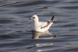 Rosenmöwe | Ross's Gull | Rhodostethia rosea