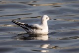 Rosenmöwe | Ross's Gull | Rhodostethia rosea