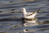 Rosenmöwe | Ross's Gull | Rhodostethia rosea