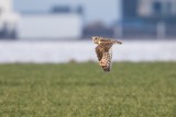 Sumpfohreule | Short-eared Owl | Asio flammeus