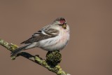 Polarbirkenzeisig | Arctic Redpoll | Acanthis hornemanni
