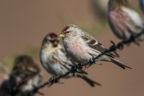 Polarbirkenzeisig | Arctic Redpoll | Acanthis hornemanni