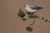Polarbirkenzeisig | Arctic Redpoll | Acanthis hornemanni