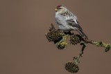 Polarbirkenzeisig | Arctic Redpoll | Acanthis hornemanni
