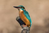 Eisvogel | Common Kingfisher | Alcedo atthis