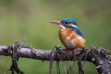 Eisvogel | Common Kingfisher | Alcedo atthis
