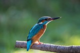 Eisvogel | Common Kingfisher | Alcedo atthis