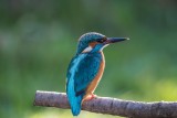 Eisvogel | Common Kingfisher | Alcedo atthis