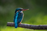 Eisvogel | Common Kingfisher | Alcedo atthis