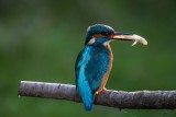 Eisvogel | Common Kingfisher | Alcedo atthis