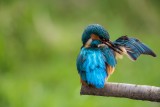 Eisvogel | Common Kingfisher | Alcedo atthis