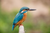 Eisvogel | Common Kingfisher | Alcedo atthis