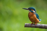 Eisvogel | Common Kingfisher | Alcedo atthis