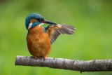 Eisvogel | Common Kingfisher | Alcedo atthis