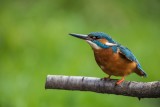 Eisvogel | Common Kingfisher | Alcedo atthis
